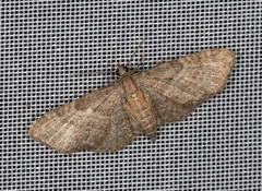 Eupithecia haworthiata