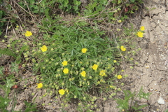 Potentilla sphenophylla