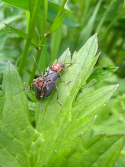 Cantharis rustica