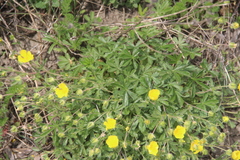 Potentilla sphenophylla