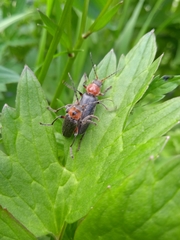 Cantharis rustica