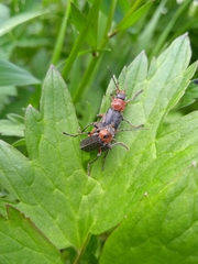 Cantharis rustica