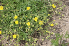 Potentilla sphenophylla