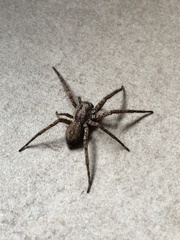 Tomopisthes horrendus