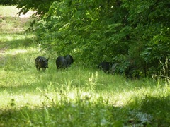 Sus scrofa domesticus