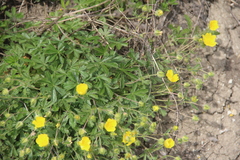 Potentilla sphenophylla