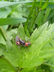 Cantharis rustica