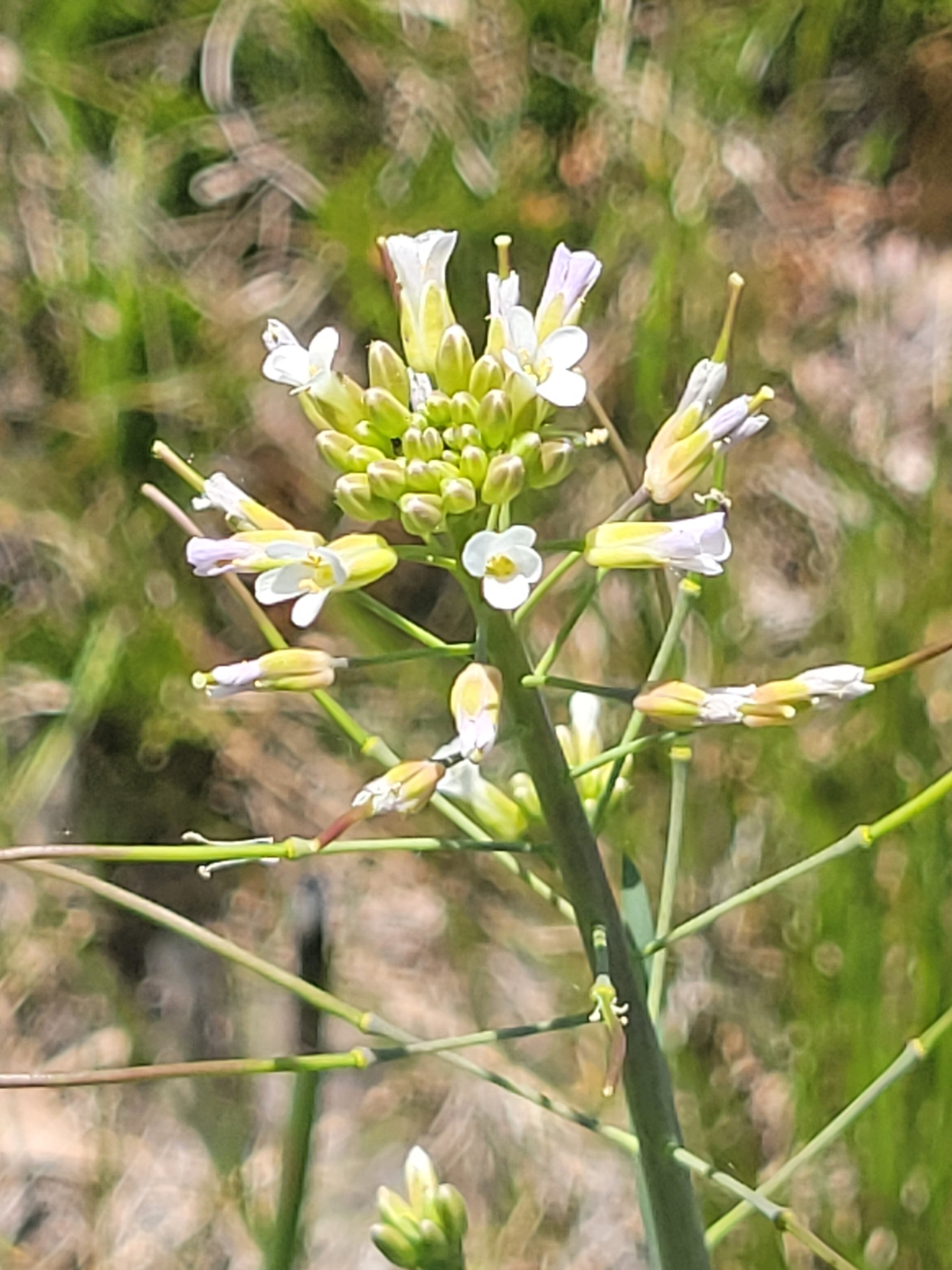 Boechera grahamii