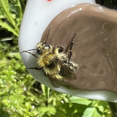 Bombus vandykei