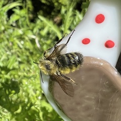Bombus vandykei