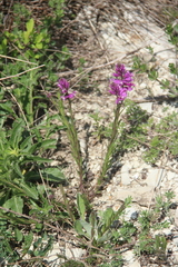 Polygala anatolica
