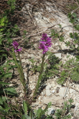 Polygala anatolica