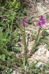 Polygala anatolica