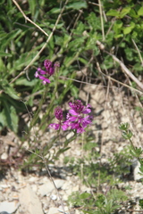 Polygala anatolica