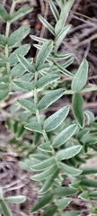 Astragalus neokarelinianus