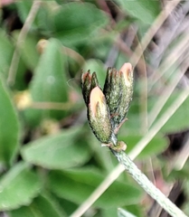 Astragalus neokarelinianus