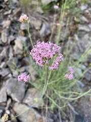 Centranthus angustifolius