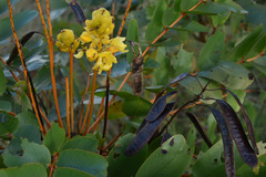 Senna magnifolia