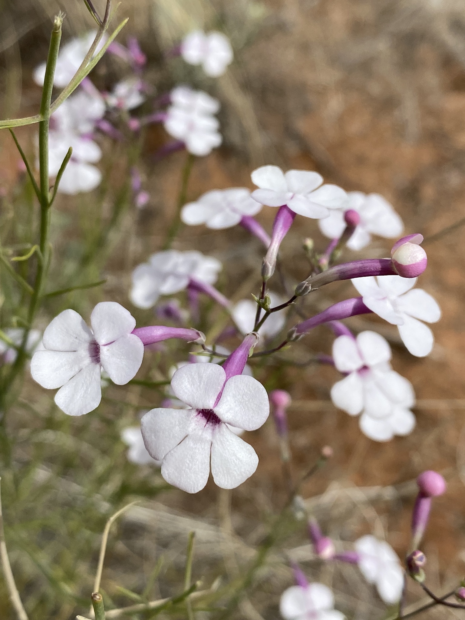 Penstemon ambiguus