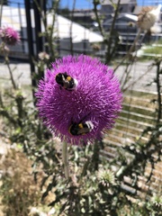 Bombus terrestris
