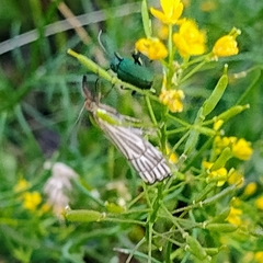Chrysocrambus