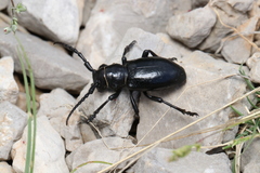 Herophila fairmairei