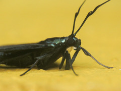 Desmia filicornis
