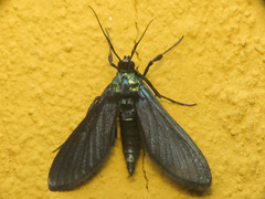 Desmia filicornis