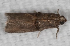 Acrobasis texana