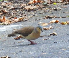 Leptotila plumbeiceps