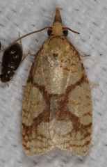 Cenopis ferreana