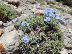 Eritrichium nanum jankae