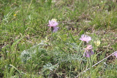 Psephellus declinatus