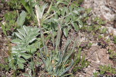 Psephellus declinatus