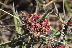 Castela stewartii