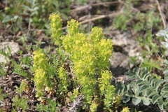 Cruciata taurica