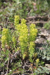 Cruciata taurica