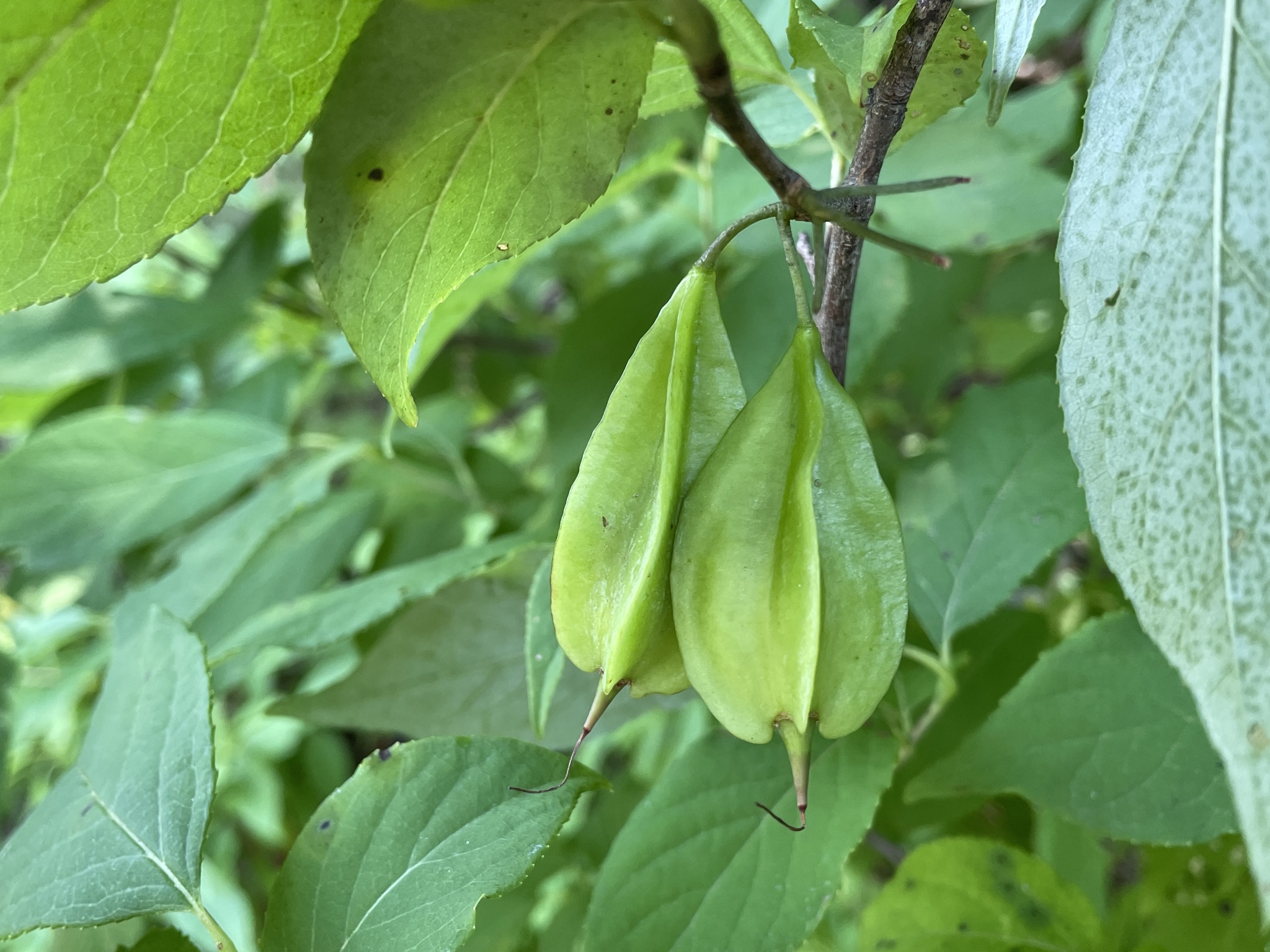 mountain silverbell