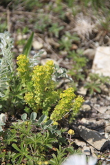 Cruciata taurica