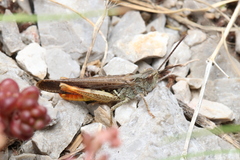 Chorthippus maritimus