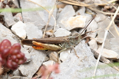 Chorthippus maritimus