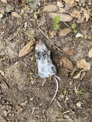 Peromyscus californicus