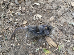 Peromyscus californicus