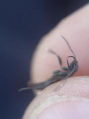 Leptogenys falcigera