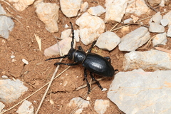 Herophila fairmairei