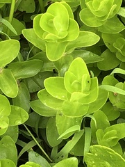 Bacopa caroliniana