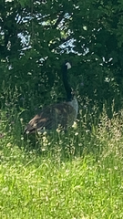 Branta canadensis
