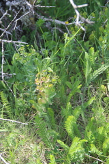 Euphorbia condylocarpa