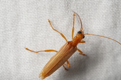 Oedemera flavicans