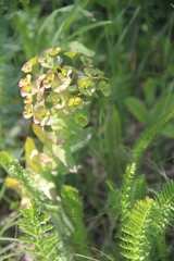 Euphorbia condylocarpa